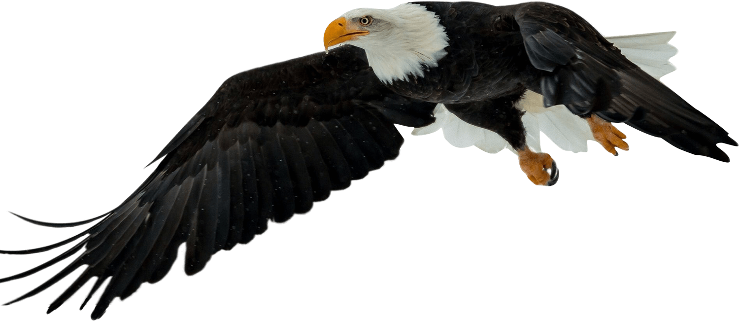 Eagle Png Free Download